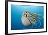 Chambered Nautilus (Nautilus Belauensis), Micronesia, Palau-Reinhard Dirscherl-Framed Photographic Print