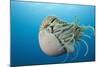 Chambered Nautilus (Nautilus Belauensis), Micronesia, Palau-Reinhard Dirscherl-Mounted Photographic Print