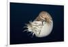 Chambered Nautilus (Nautilus Belauensis), Micronesia, Palau-Reinhard Dirscherl-Framed Photographic Print