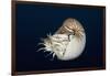 Chambered Nautilus (Nautilus Belauensis), Micronesia, Palau-Reinhard Dirscherl-Framed Photographic Print