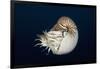 Chambered Nautilus (Nautilus Belauensis), Micronesia, Palau-Reinhard Dirscherl-Framed Photographic Print