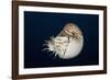 Chambered Nautilus (Nautilus Belauensis), Micronesia, Palau-Reinhard Dirscherl-Framed Photographic Print