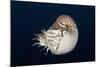 Chambered Nautilus (Nautilus Belauensis), Micronesia, Palau-Reinhard Dirscherl-Mounted Photographic Print