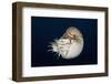 Chambered Nautilus (Nautilus Belauensis), Micronesia, Palau-Reinhard Dirscherl-Framed Photographic Print