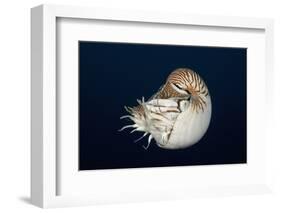 Chambered Nautilus (Nautilus Belauensis), Micronesia, Palau-Reinhard Dirscherl-Framed Photographic Print