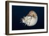 Chambered Nautilus (Nautilus Belauensis), Micronesia, Palau-Reinhard Dirscherl-Framed Photographic Print