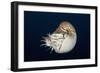 Chambered Nautilus (Nautilus Belauensis), Micronesia, Palau-Reinhard Dirscherl-Framed Photographic Print