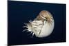 Chambered Nautilus (Nautilus Belauensis), Micronesia, Palau-Reinhard Dirscherl-Mounted Photographic Print