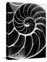 Chambered Nautilus Shell-Andreas Feininger-Stretched Canvas