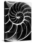 Chambered Nautilus Shell-Andreas Feininger-Stretched Canvas