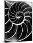 Chambered Nautilus Shell-Andreas Feininger-Mounted Photographic Print