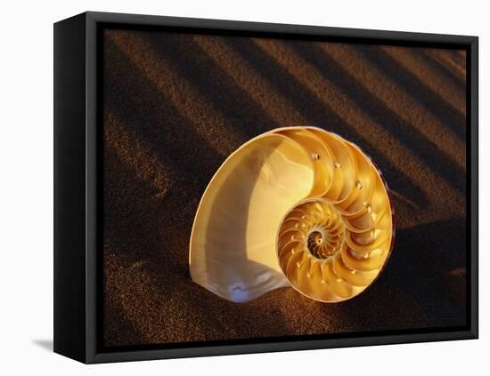 Chambered Nautilus Shell-James Randklev-Framed Stretched Canvas