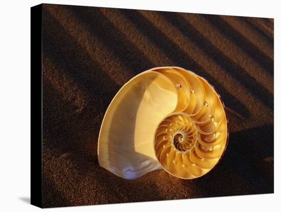 Chambered Nautilus Shell-James Randklev-Stretched Canvas