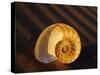 Chambered Nautilus Shell-James Randklev-Stretched Canvas