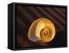 Chambered Nautilus Shell-James Randklev-Framed Stretched Canvas