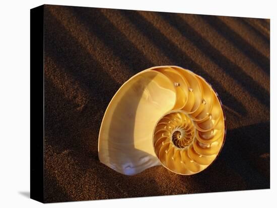 Chambered Nautilus Shell-James Randklev-Stretched Canvas