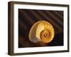 Chambered Nautilus Shell-James Randklev-Framed Photographic Print