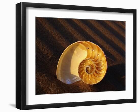 Chambered Nautilus Shell-James Randklev-Framed Photographic Print