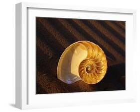 Chambered Nautilus Shell-James Randklev-Framed Photographic Print