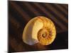Chambered Nautilus Shell-James Randklev-Mounted Photographic Print