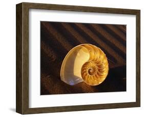 Chambered Nautilus Shell-James Randklev-Framed Photographic Print