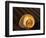 Chambered Nautilus Shell-James Randklev-Framed Photographic Print