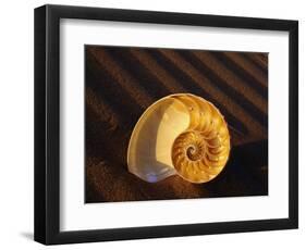 Chambered Nautilus Shell-James Randklev-Framed Photographic Print