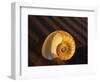 Chambered Nautilus Shell-James Randklev-Framed Photographic Print