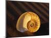 Chambered Nautilus Shell-James Randklev-Mounted Photographic Print