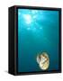 Chambered Nautilus Swimming Near Gnemelis Dropoff, Palau, Micronesia-Stuart Westmorland-Framed Stretched Canvas