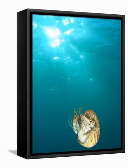 Chambered Nautilus Swimming Near Gnemelis Dropoff, Palau, Micronesia-Stuart Westmorland-Framed Stretched Canvas