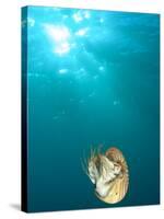 Chambered Nautilus Swimming Near Gnemelis Dropoff, Palau, Micronesia-Stuart Westmorland-Stretched Canvas