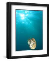 Chambered Nautilus Swimming Near Gnemelis Dropoff, Palau, Micronesia-Stuart Westmorland-Framed Premium Photographic Print