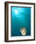 Chambered Nautilus Swimming Near Gnemelis Dropoff, Palau, Micronesia-Stuart Westmorland-Framed Photographic Print