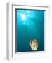 Chambered Nautilus Swimming Near Gnemelis Dropoff, Palau, Micronesia-Stuart Westmorland-Framed Photographic Print