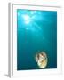 Chambered Nautilus Swimming Near Gnemelis Dropoff, Palau, Micronesia-Stuart Westmorland-Framed Photographic Print