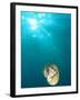 Chambered Nautilus Swimming Near Gnemelis Dropoff, Palau, Micronesia-Stuart Westmorland-Framed Photographic Print