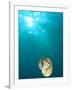 Chambered Nautilus Swimming Near Gnemelis Dropoff, Palau, Micronesia-Stuart Westmorland-Framed Photographic Print