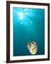 Chambered Nautilus Swimming Near Gnemelis Dropoff, Palau, Micronesia-Stuart Westmorland-Framed Photographic Print