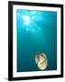 Chambered Nautilus Swimming Near Gnemelis Dropoff, Palau, Micronesia-Stuart Westmorland-Framed Photographic Print