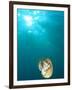 Chambered Nautilus Swimming Near Gnemelis Dropoff, Palau, Micronesia-Stuart Westmorland-Framed Photographic Print