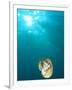 Chambered Nautilus Swimming Near Gnemelis Dropoff, Palau, Micronesia-Stuart Westmorland-Framed Photographic Print