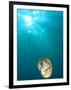 Chambered Nautilus Swimming Near Gnemelis Dropoff, Palau, Micronesia-Stuart Westmorland-Framed Photographic Print