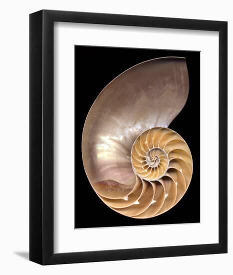 Chambered Nautilus-Harold Feinstein-Framed Art Print