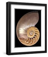 Chambered Nautilus-Harold Feinstein-Framed Art Print