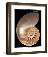 Chambered Nautilus-Harold Feinstein-Framed Art Print