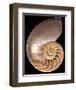 Chambered Nautilus-Harold Feinstein-Framed Art Print