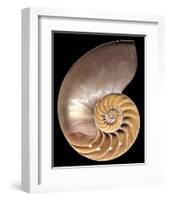 Chambered Nautilus-Harold Feinstein-Framed Art Print