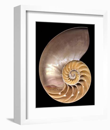 Chambered Nautilus-Harold Feinstein-Framed Art Print