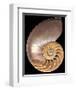 Chambered Nautilus-Harold Feinstein-Framed Art Print